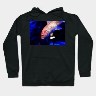 Golden yellow Ogon Koi carp fish Hoodie